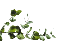 Листья слева