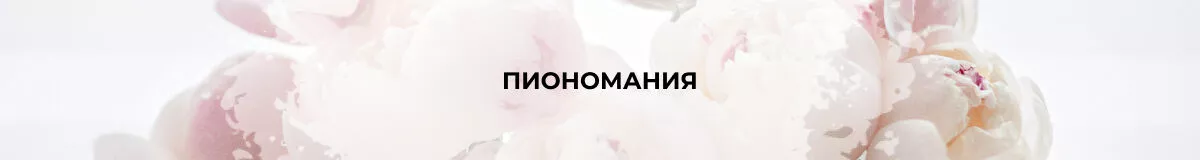 Сезон пионов в Ярославле