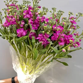 Маттиолы от интернет-магазина «Цветочные истории»