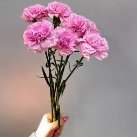 Диантус розовый от интернет-магазина «Цветочные истории»