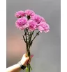 Диантус розовый