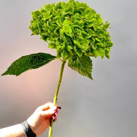 Гортензия зелёная от интернет-магазина «Цветочные истории»