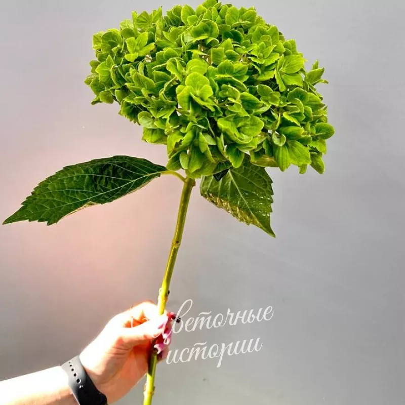 Гортензия зелёная
