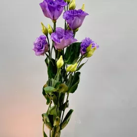 Эустома лавандовая от интернет-магазина «Цветочные истории»