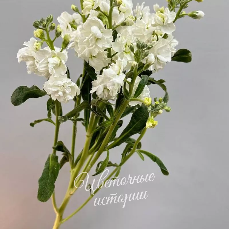 Маттиола белая