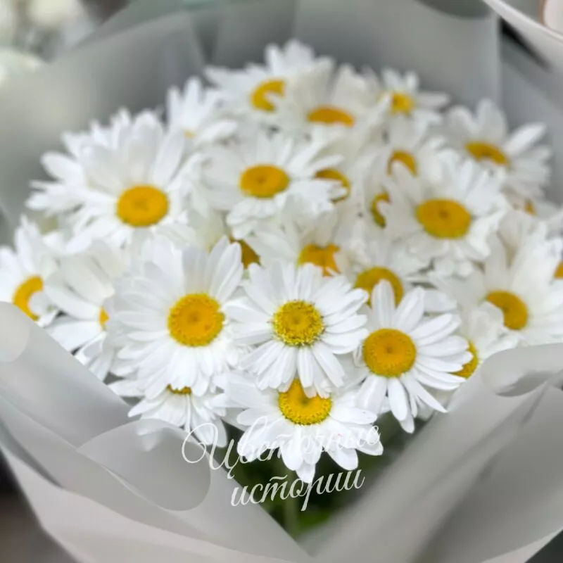 День ромашек 1