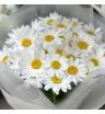 День ромашек 1