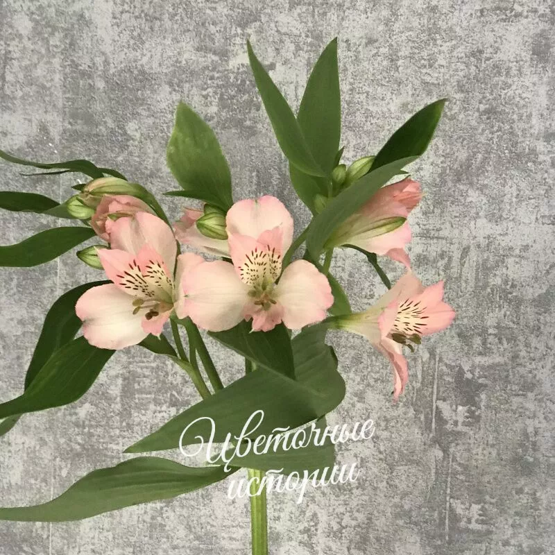 Букет &laquo;Подписка Цветы для дома&raquo; 3