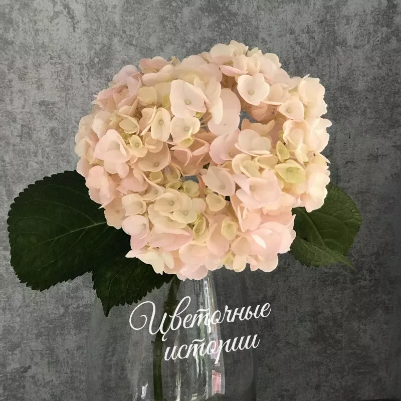 Букет &laquo;Подписка Цветы для дома&raquo; 1