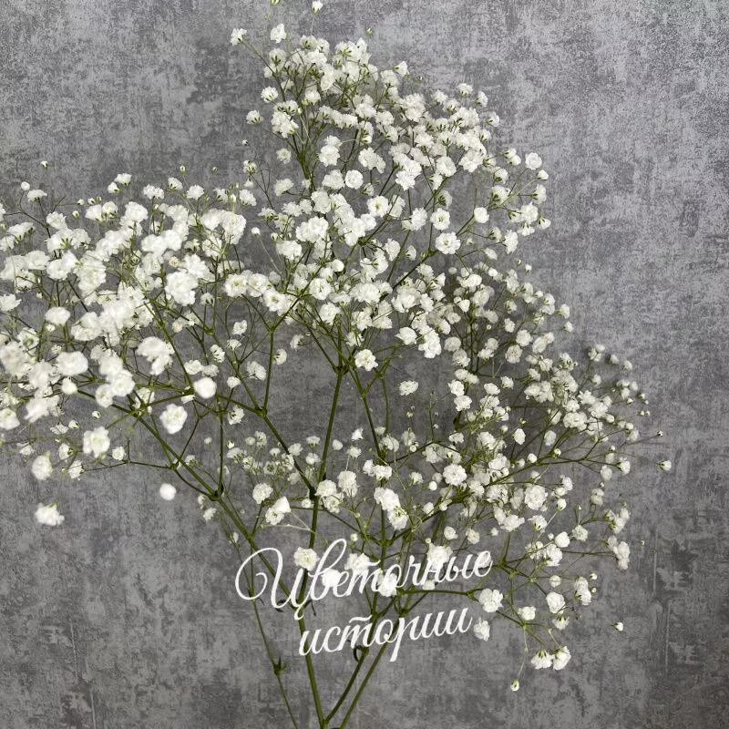 Букет &laquo;Подписка Цветы для дома&raquo; 2