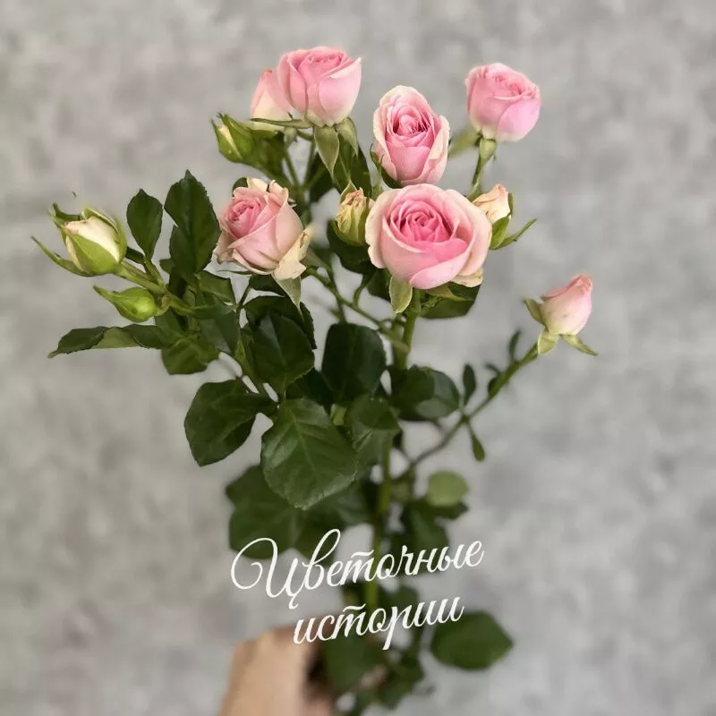 Букет &laquo;Подписка Розы для дома&raquo; 2