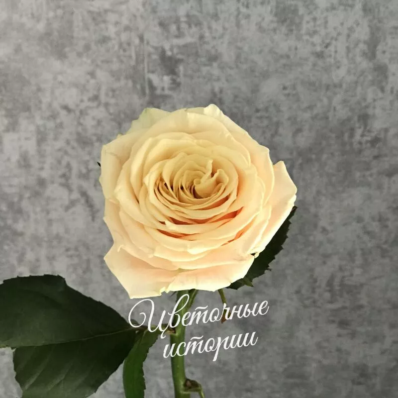 Букет &laquo;Подписка Розы для дома&raquo; 3