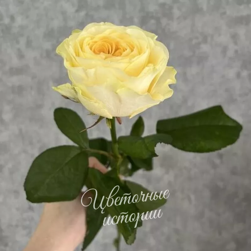 Букет &laquo;Подписка Лето для дома&raquo;