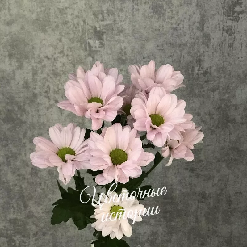 Букет &laquo;Подписка Лето для дома&raquo; 3