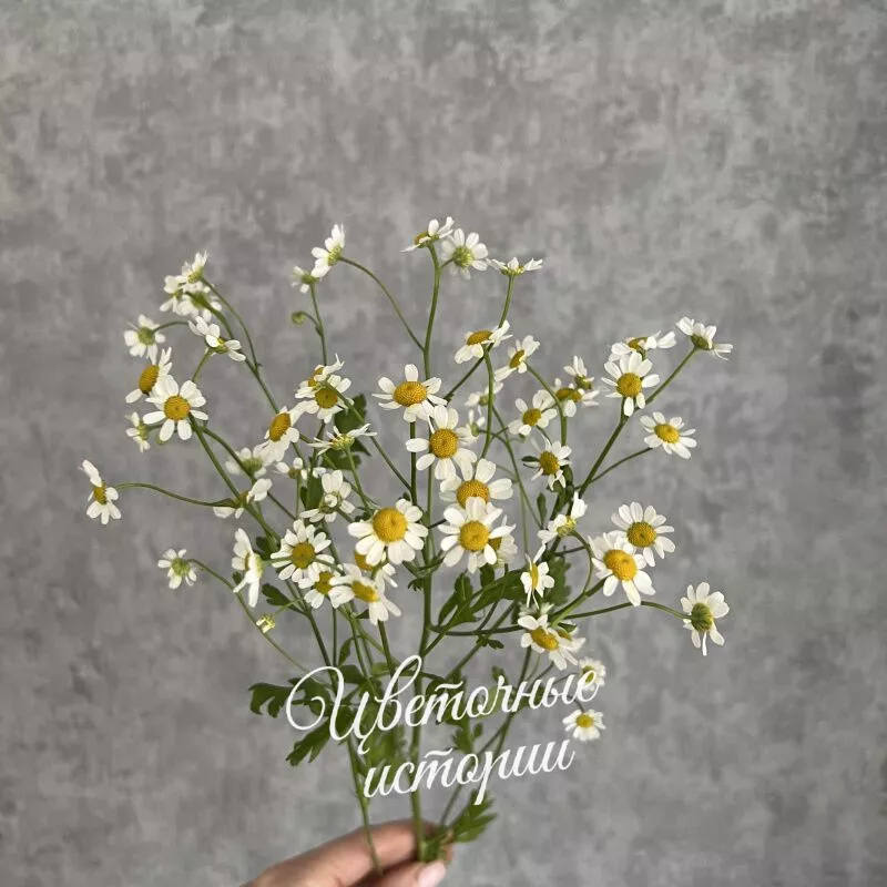 Букет &laquo;Подписка Лето для дома&raquo; 2