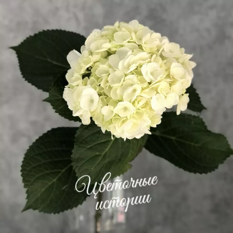 Букет &laquo;Лизиантус &raquo; 1