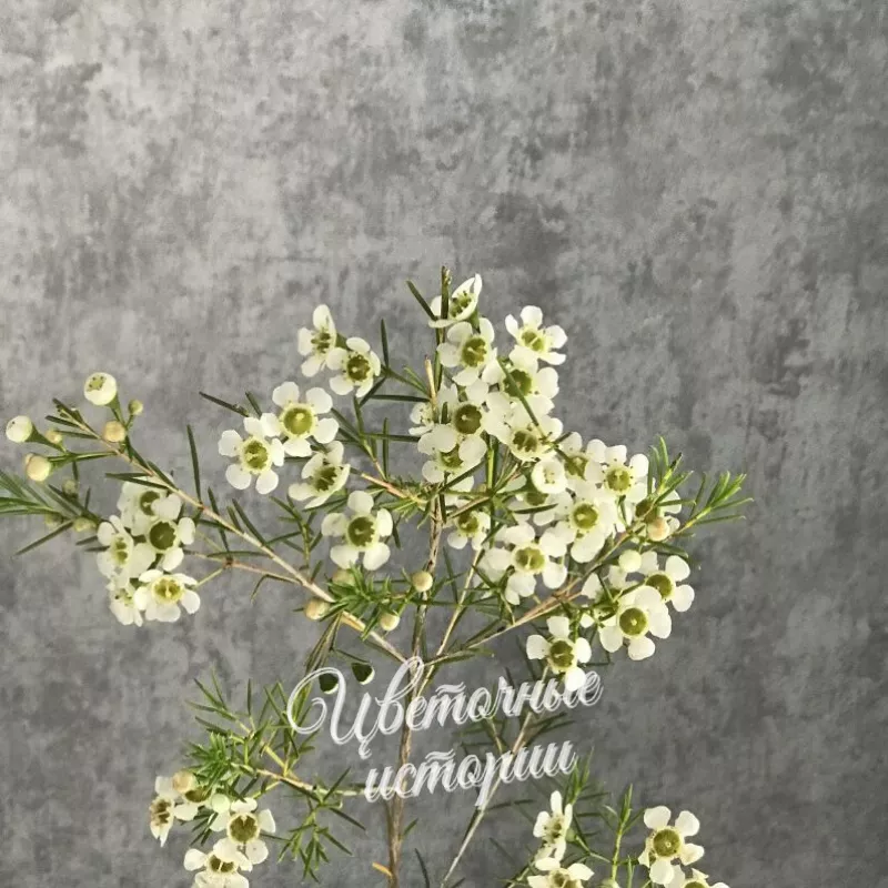 Букет &laquo;Лизиантус &raquo; 2