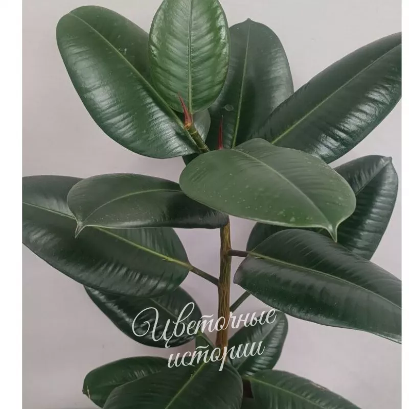 Фикус каучуконосный 1