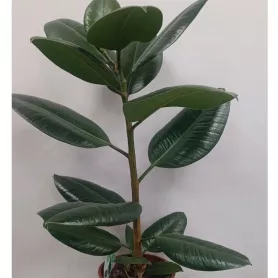 Фикус каучуконосный от интернет-магазина «Цветочные истории»