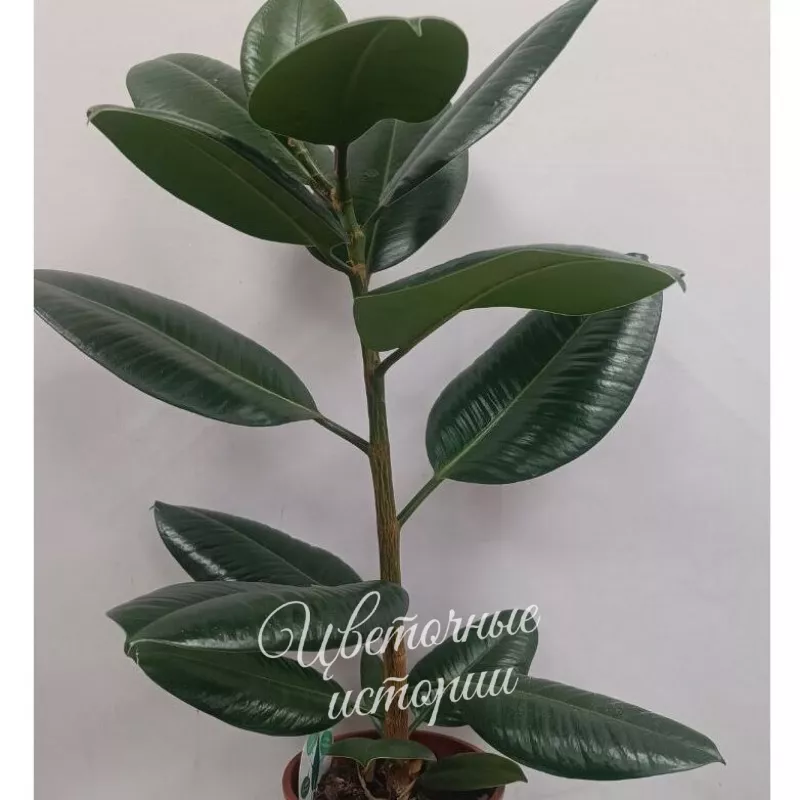 Фикус каучуконосный