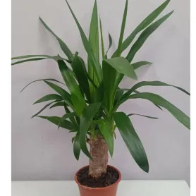 Комнатное растение Юкка от интернет-магазина «Цветочные истории»