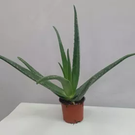 Комнатное растение Алоэ от интернет-магазина «Цветочные истории»