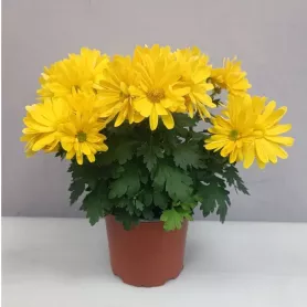 Комнатное растение хризантемы от интернет-магазина «Цветочные истории»