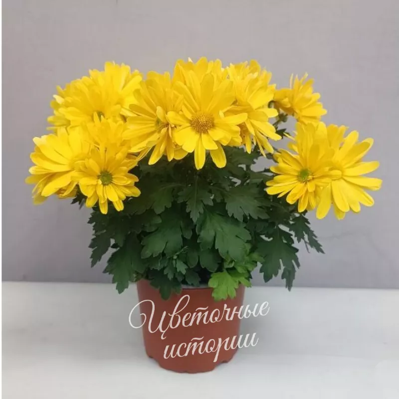 Комнатное растение хризантемы