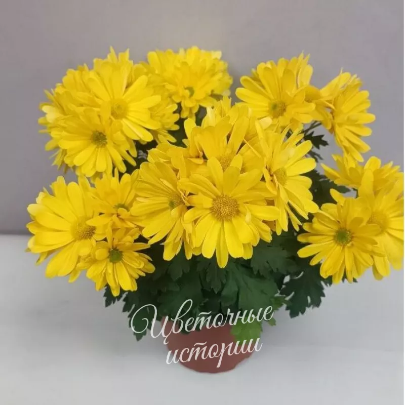 Комнатное растение хризантемы 1