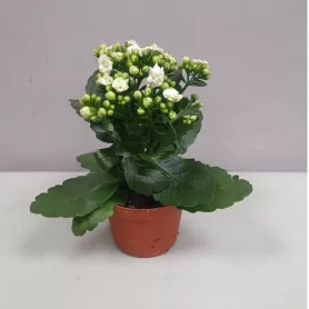 Растение комнатное каланхоэ от интернет-магазина «Цветочные истории»