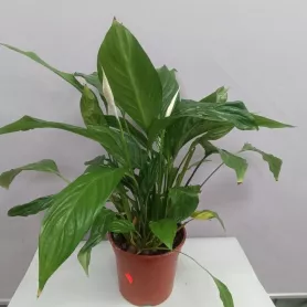 Растение комнатное спатифилиум от интернет-магазина «Цветочные истории»