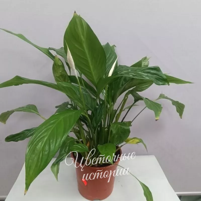 Растение комнатное спатифилиум