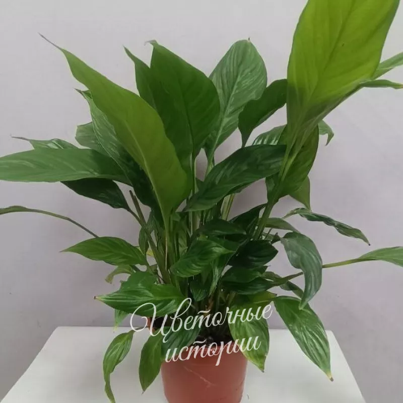 Растение комнатное спатифилиум 1