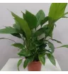 Растение комнатное спатифилиум 1