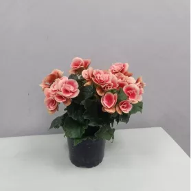 Комнатное растение Бегония от интернет-магазина «Цветочные истории»