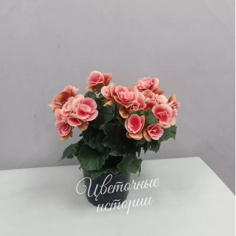 Комнатное растение Бегония