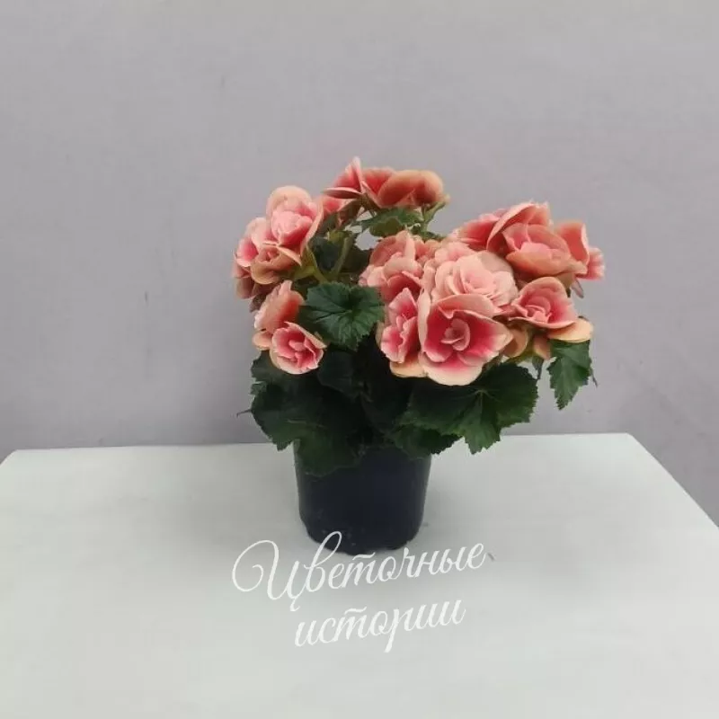 Комнатное растение Бегония 1