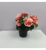 Комнатное растение Бегония 1