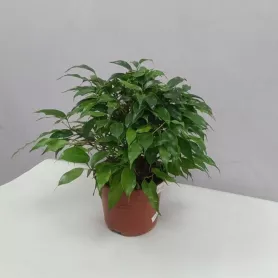 Фикус - Наташа от интернет-магазина «Цветочные истории»