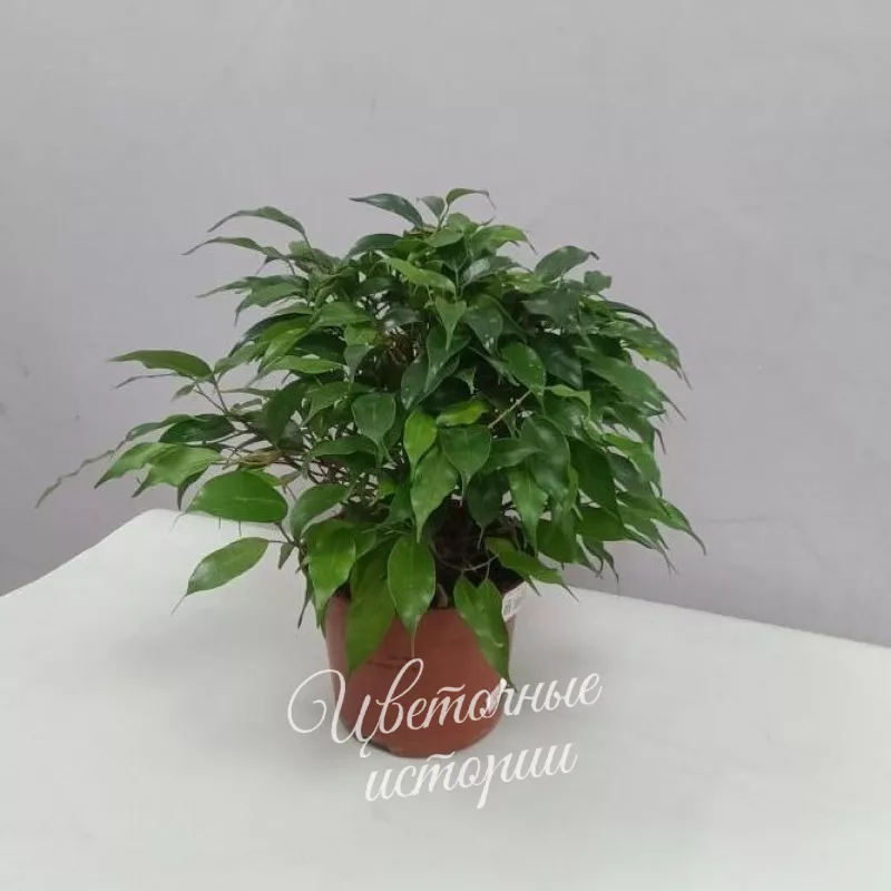 Фикус - Наташа