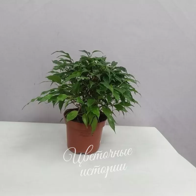 Фикус - Наташа 1