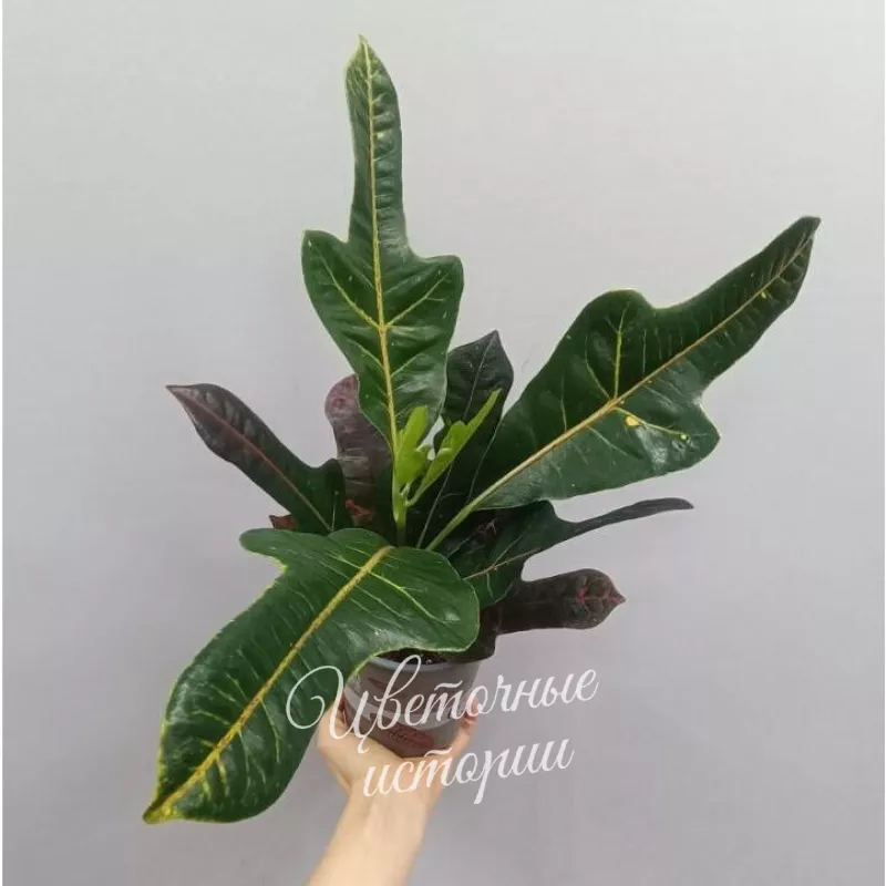 Комнатное растение Кротон 1