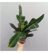 Комнатное растение Кротон 1