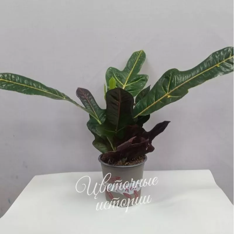 Комнатное растение Кротон