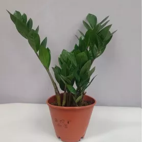 Зомиокулькас от интернет-магазина «Цветочные истории»