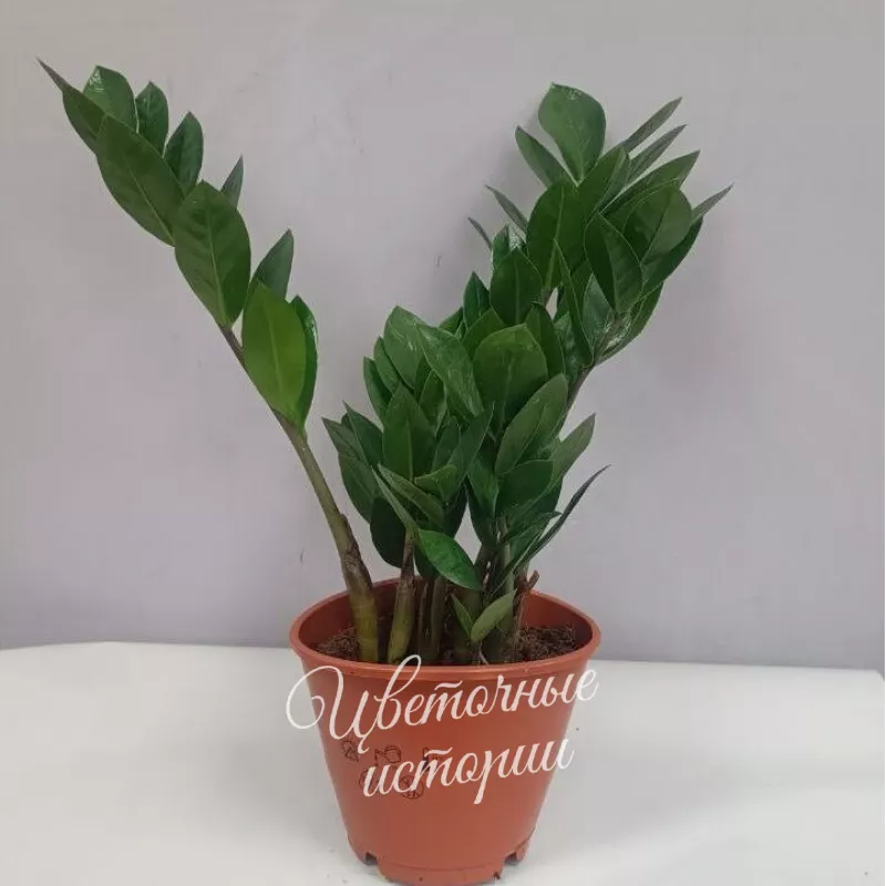 Зомиокулькас