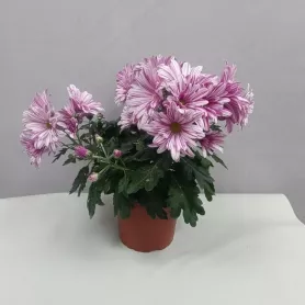 Комнатное растение Хризантема сиреневая от интернет-магазина «Цветочные истории»