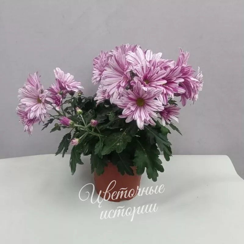 Комнатное растение Хризантема сиреневая