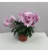Комнатное растение Хризантема сиреневая