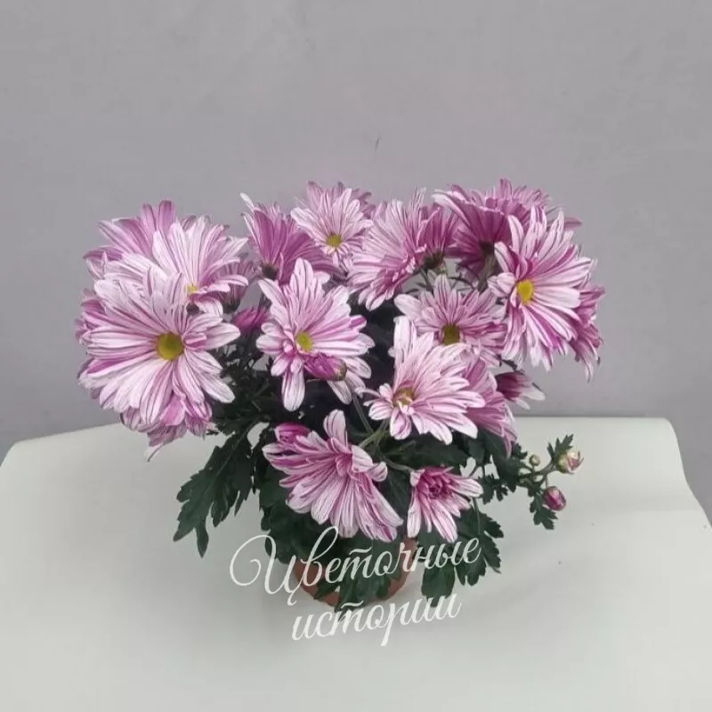 Комнатное растение Хризантема сиреневая 1